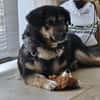 Der kleine Max sucht sein Zuhause