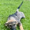 Ronja verspielt und goldig