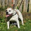 LOLA