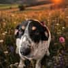Traumhund Atenea auch mit Kindern PS D
