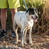 Traumhund Atenea auch mit Kindern PS D