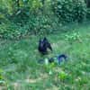 Tea; Black Beauty liebt Wasser