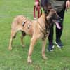 Akira - loyal, intelligent und aktiv