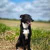 BUCKY - treu, loyal mit enger Bindung