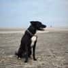 BUCKY - treu, loyal mit enger Bindung