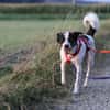 Dill sucht ein liebevolles Zuhause