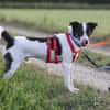 Dill sucht ein liebevolles Zuhause
