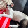 Florian, verschmuster Familienfreund, *in 55271 Stadecken