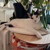 Florian, verschmuster Familienfreund, *in 55271 Stadecken
