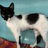 CALIE