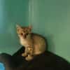 Bibou