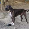 ROCCO
