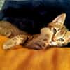 HOBBES
