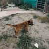Luiso