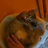 BICHETTE