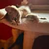 BICHETTE