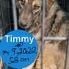 Der schüchterne Timmy sucht sein Glück!