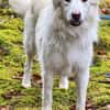 Knut sucht seinen Deckel/ in 82284