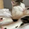 Caspar und Milo /Virneburg(ALO)