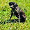 Labrador Mix Chuchi