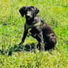Labrador Mix Chuchi