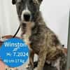 Winston sucht verständnisvolle Menschen!