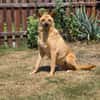 Kaito - Mr. Charming Dog
