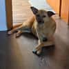Kaito - Mr. Charming Dog