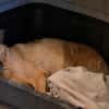 Kaito - Mr. Charming Dog