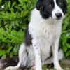 Hübscher Border Colliemischlingsrüde Milo