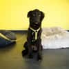 Bambo unser Herzenshund...