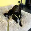 Bambo unser Herzenshund...