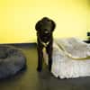 Bambo unser Herzenshund...