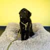 Bambo unser Herzenshund...