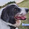 Bruno 2 - gemütlich, ruhig - Gnadenbrot