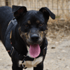 Willy (en cours d'adoption)
