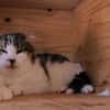MINET