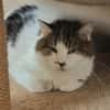 MINET