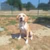 ABBY ( A TROUVE SA FAMILLE)