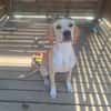 ABBY ( A TROUVE SA FAMILLE)