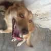 TACHA