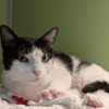 TINA A17491