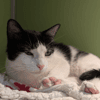 TINA A17491