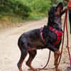 Roxie