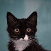Sylia "en cours d'adoption"