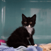 Sylia "en cours d'adoption"