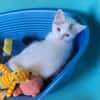 Tricotte