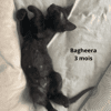 BAGHEERA