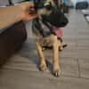 Shado