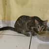 KATE, chaton femelle européen